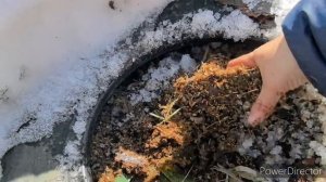 Жизнь Аборигенки. Один день из нашей жизни. В глубинке России. 6.04. 25.