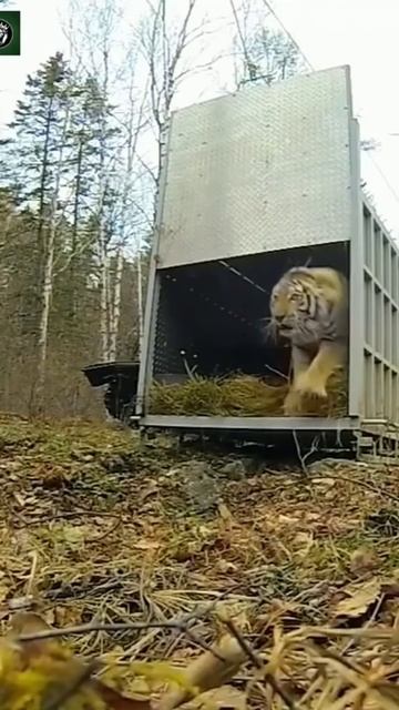 Tigers out from cage 😲😲😲#shorts смотреть онлайн