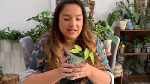 My Philodendron Collection | 29 species