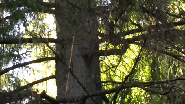 Снятие ловушки. Removing the trap. смотреть онлайн