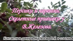 Персики и черешни. Скелетные прививки у В.Железова.