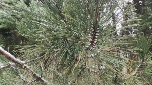 Секвойядендроны На Чатыр Даге в Крыму