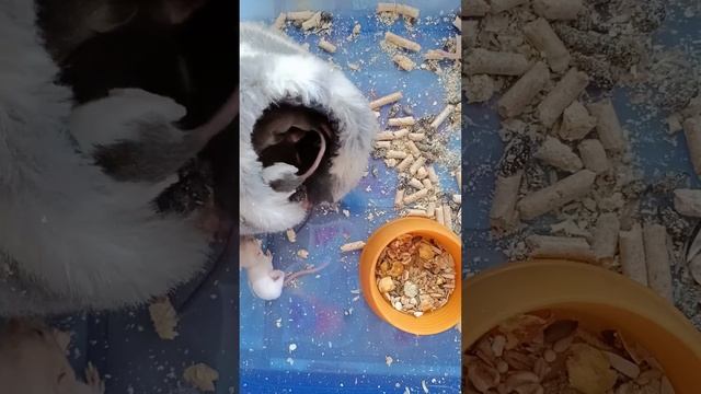 КРЫСЯТА ДАМБО шустрые МАЛЫШИ ДЕКОРАТИВНЫЕ КРЫСЫ | Хомячуля: Secret Life Hamster - Pets