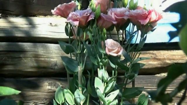 Эустома Мадам Шанталь смотреть онлайн