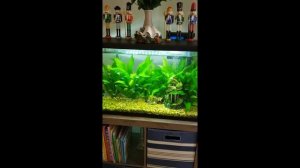 Amazon Sword Plant + Echinodorus Bleheri amazonicus and Neon tetras in one tank.