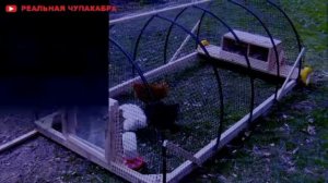 Чупакабра в Украине