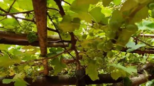 Городской парк. Манго. Hohenau 14.12.20