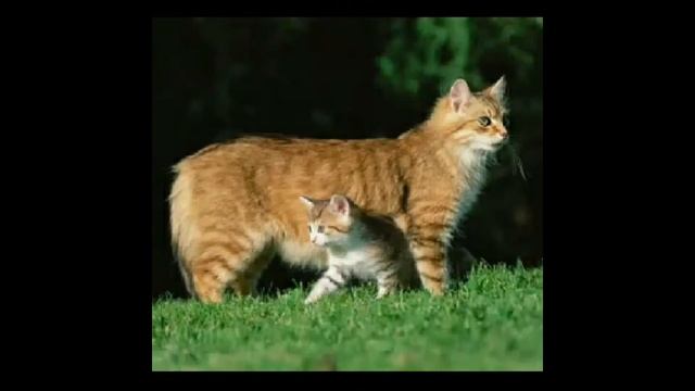 Подборка милых котят! смотреть онлайн