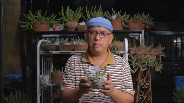 STINKIES AS "HANGING PLANTS?"