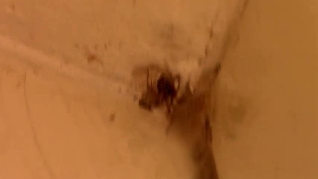 Dreiecks Fettspinne oder Wärmeliebende Kugelspinne 3D смотреть онлайн