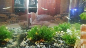 Щучка Дермогенис. Карликовые Тетроодоны. Сом коридорас Венесуэла оранж. Аквариумные рыбки.