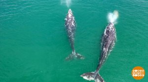 Киты открыли сезон фонтанов! Доброе утро. Фрагмент выпуска от 14.04.2025