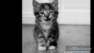 Какое имя выбрать для кота