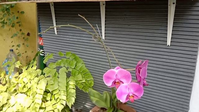 Teras Sempit Tetap Nyaman Dan Sejuk dengan Berbagai Tanaman Hias смотреть онлайн