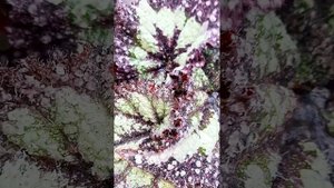 Бегония ЖУСт - Ниагара.