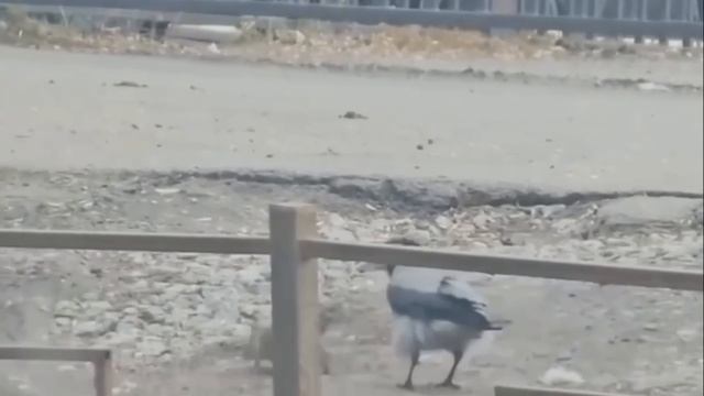 Внимание: ворона выгуливает крысу в Москве.

Спасибо за внимание