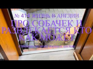 Переезд. Про собачек и развлекается кто как может. №414 Жизнь в Англии
