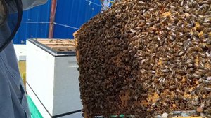 Медовик восьмирамочный узко высокий улей! На белую акацию!