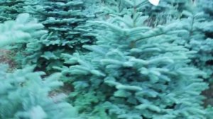 16 368  Пихта Нобилис срезанная   1.25 – 1.50 м.