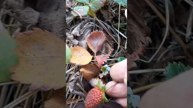 Клубника 🍓 ремонтантная 
Осенний обзор