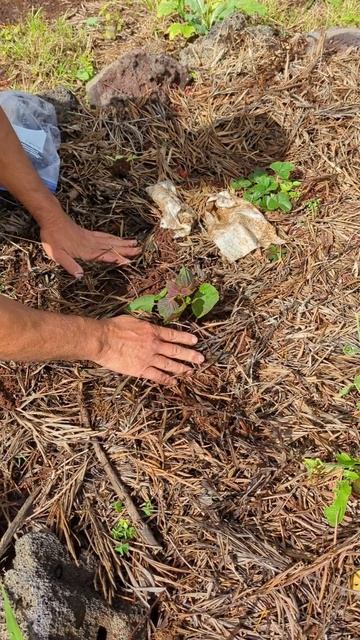 Offgrid Gardening - Planting a Shiso or Perilla Plant - Big Island of Hawaii смотреть онлайн