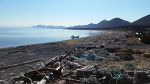 селёдка весна 2017