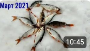 Щурёнок на удочку. Окунь, плотва, ёрш, подлещик. Рыбалка 14 марта.