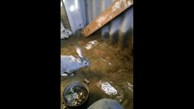 Игры кролики смотреть онлайн