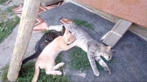 Когда котята—ты будешь умиляться от этого! | Всё что есть