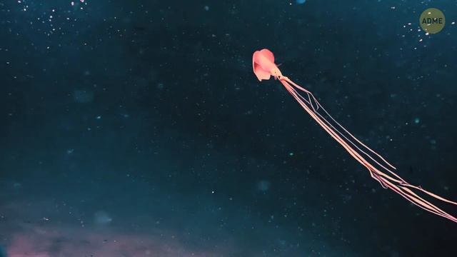 Они нашли что-то ужасное на дне Марианской впадины