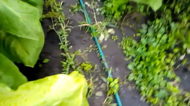 БЕРЛИ 21 смотреть онлайн