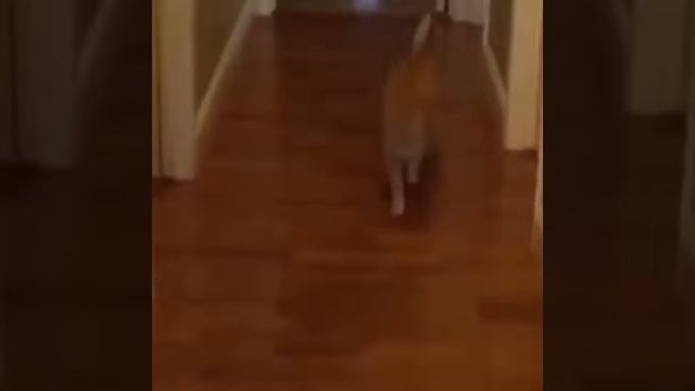 Смешные ситуации с людьми и животными 15 12 2019 смотреть онлайн