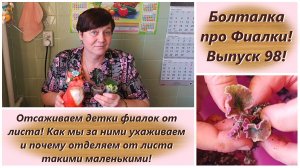 Болталка про Фиалки! Выпуск 98! Отсаживаем детки фиалок от листа! Снимаем совсем малышками!