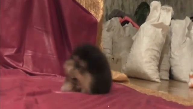 шпиц черн смотреть онлайн