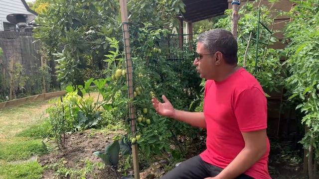 Italian Roma Tomatoes - Review for Summer 2021 смотреть онлайн