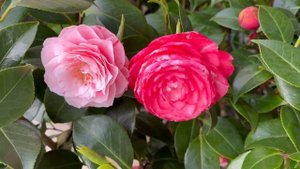 Камелия Бономиана 🌸Camellia japonica Bonomiana 🌸