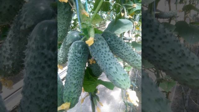 Green Helen.F1 смотреть онлайн