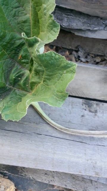 Сорванный лист лопуха на досках Второго Июня смотреть онлайн