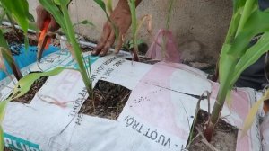 Выращивание кукурузы в мешках