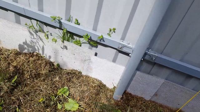 30 мая 2021 г. "Подзаборные" томаты. Выбираем выносливых и достойных!! смотреть онлайн