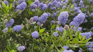 Ceanothus Victoria hedge in bloom
