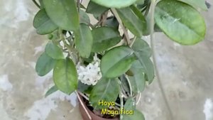 Hoya magnifica