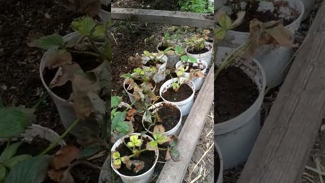 Клубника (продолжение 1) смотреть онлайн