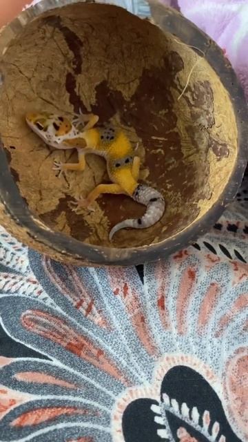 #ящерица #эублефар #рептилия #животные #пресмыкающиеся смотреть онлайн