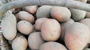 Самые лучшие сорта картофеля в 2023 году 🥔👍🥔