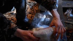 Засол шкур нутрии.Salting nutria pelts.
