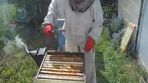 пчелы и матка. подсадка через изолятор часть1