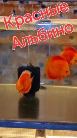 Альбино без торга.