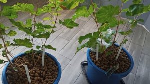 Выращивание винограда в помещении (часть 15) Подведение итогов