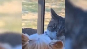 Самый смех, юмор, ржачь 2025. Часть 12.